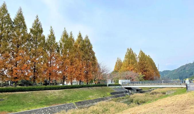 Konze River and Line of Metasequoia trees