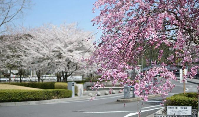 並木道に咲く桜