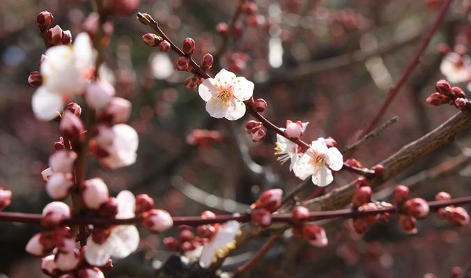 Office Hours during New Year's Holiday
